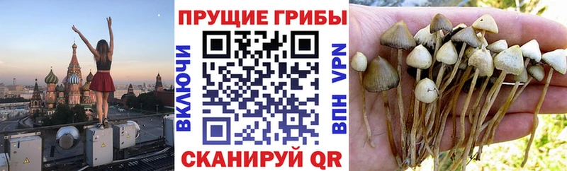 Галлюциногенные грибы Psilocybine cubensis  Купить где  Верхотурье 